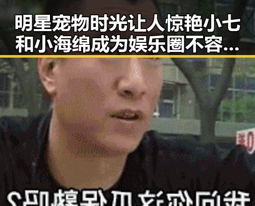 明星宠物时光让人惊艳 小七和小海绵成为娱乐圈不容忽视的温馨亮点